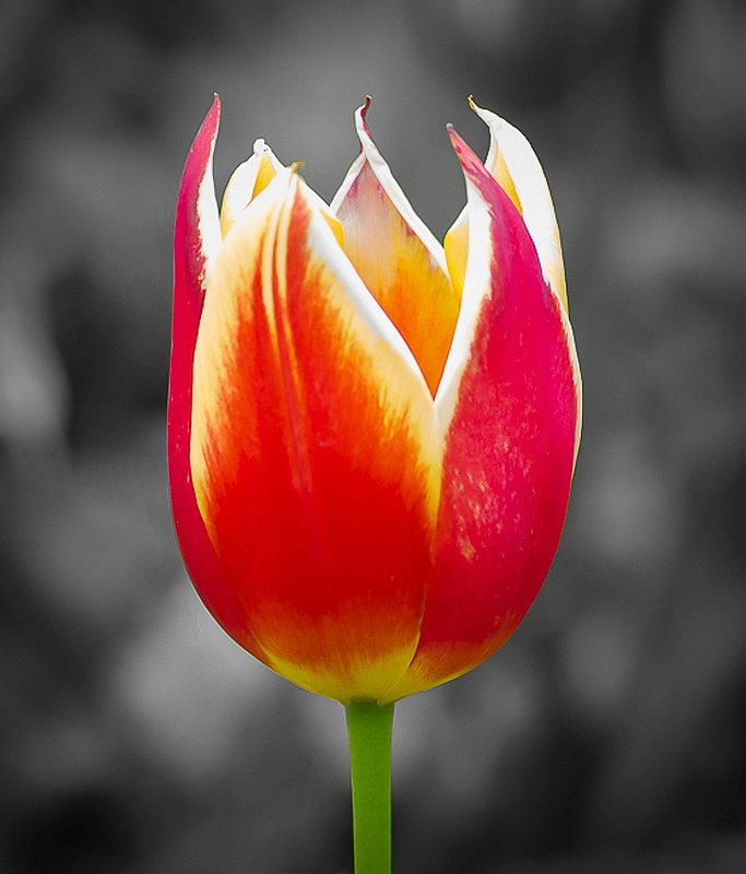 RedOnBlack-2.jpg :: Red Tulip On Grey