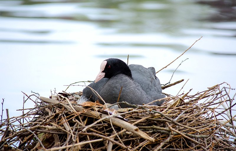 birdboat_A.jpg :: Coot in Boat Nest