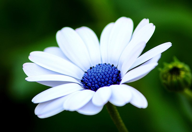 bluedaisy.jpg :: Blue Eyed African Daisy
