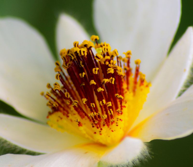 fireflower.jpg :: Fire Flower