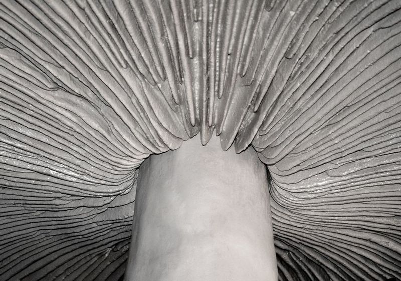 mushroom1.jpg :: Mushroom Sculpture