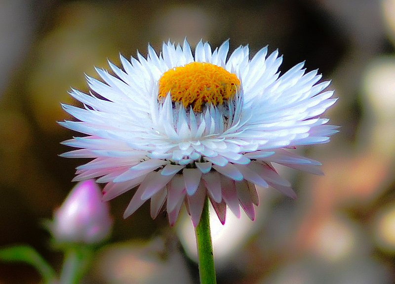orangeeye.jpg :: Flower Portrait