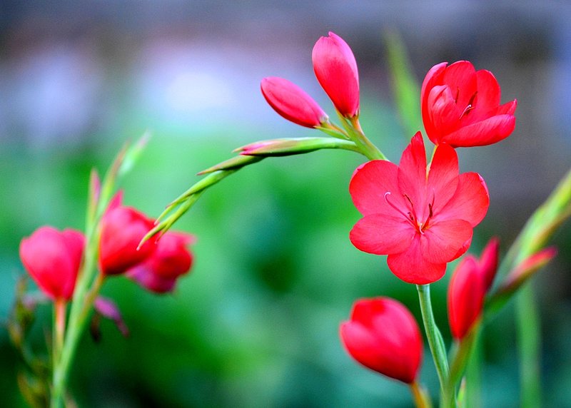 redflower.jpg :: Graceful