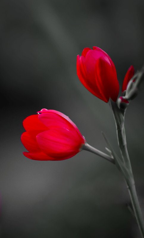 redongreyBB.jpg :: Red on Grey