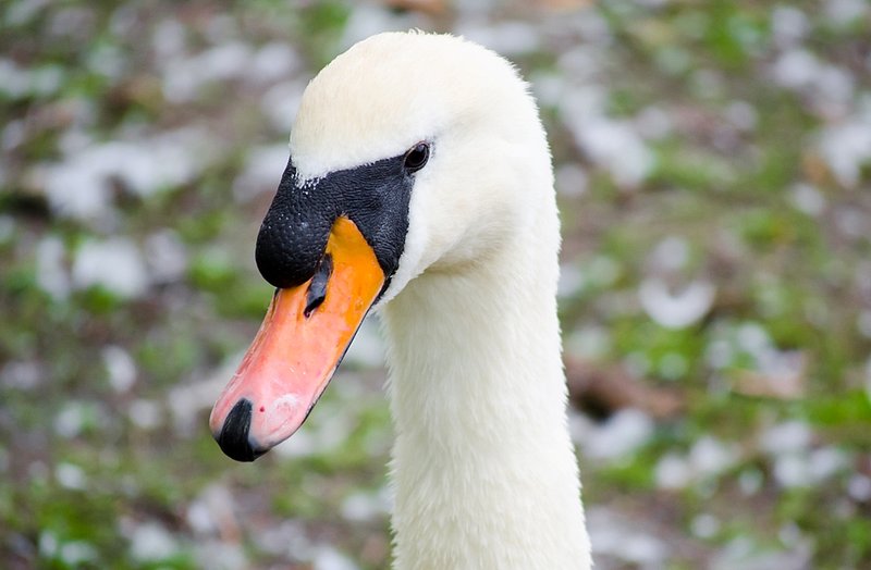 swanprofileleft.jpg :: Swan Profile