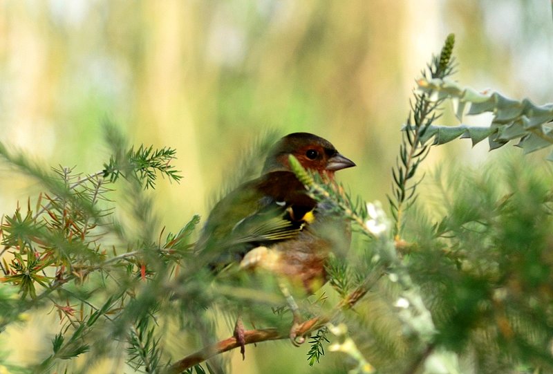 xmasbird.jpg :: Peek-a-boo