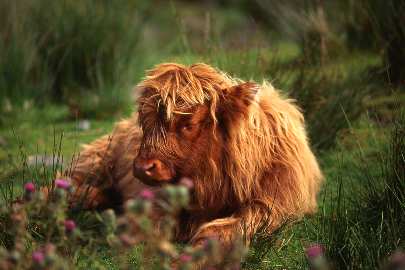 Highland Calf scot15.jpg