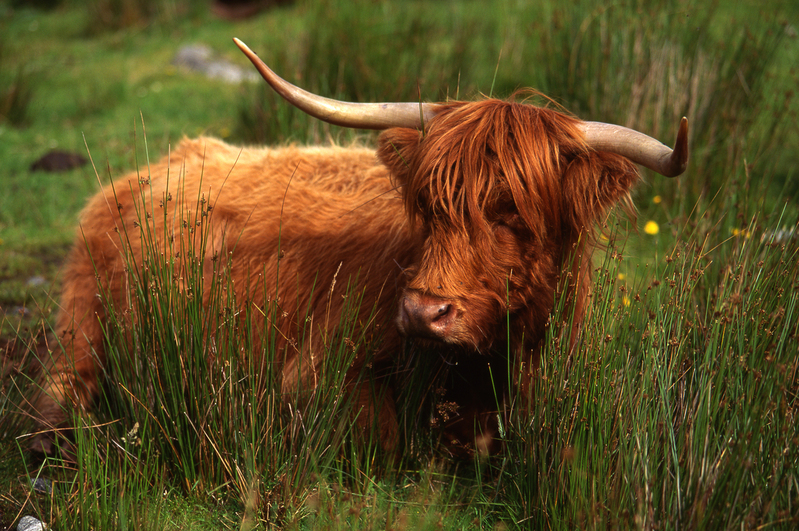Highland Cow scot55 338.jpg