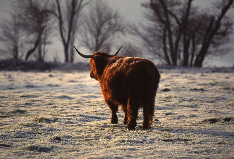 Highland Cow scot57 280.jpg