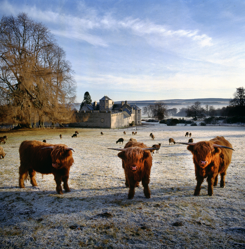 Highland Cows Foulis Castle 199.jpg