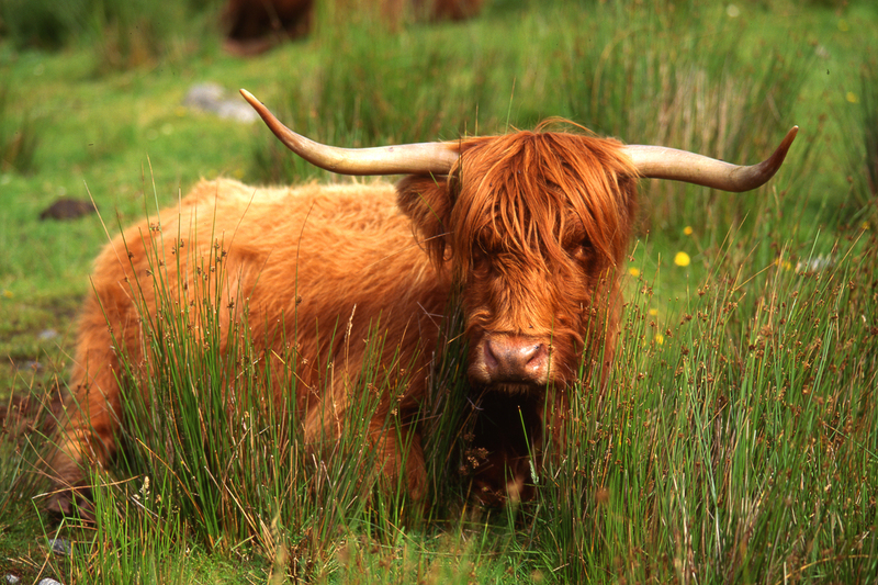 Highland cow scot 54.jpg