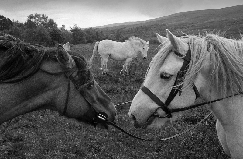 Highland ponies in Glencassley scot3 .jpg