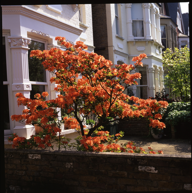 Kenilworth Avenue Blossom Box 12 Work Scans306(1).jpg