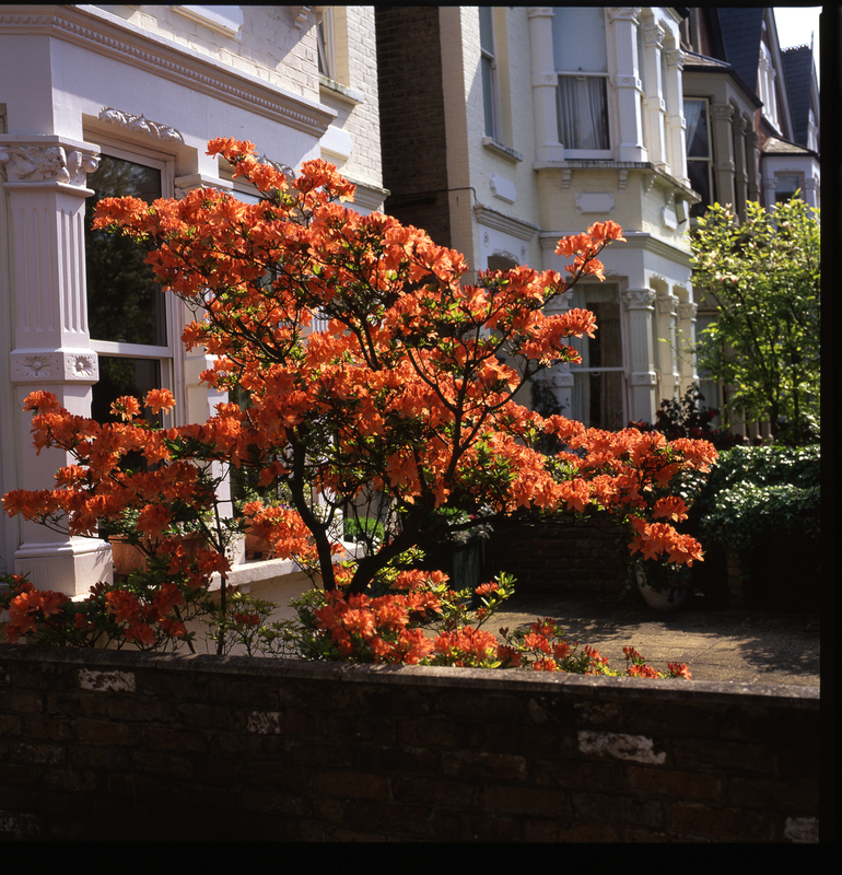 Kenilworth Avenue Blossom Box 12 Work Scans308(1).jpg