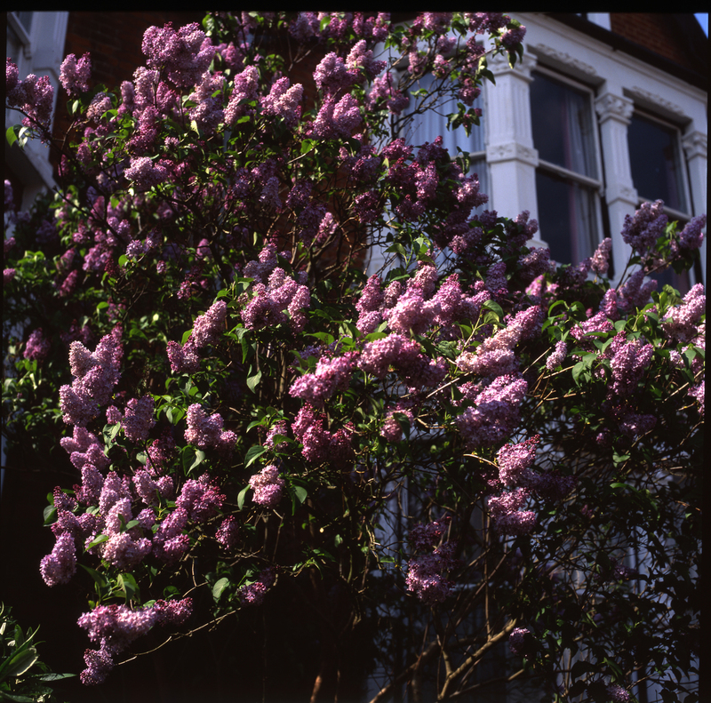 Kenilworth Avenue Blossom Box 12 Work Scans310(1).jpg