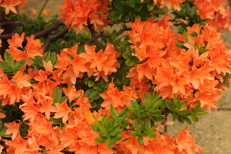 Kenilworth Avenue Blossom DSC_1492(1).jpg