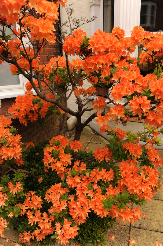 Kenilworth Avenue Blossom DSC_1493(1).jpg