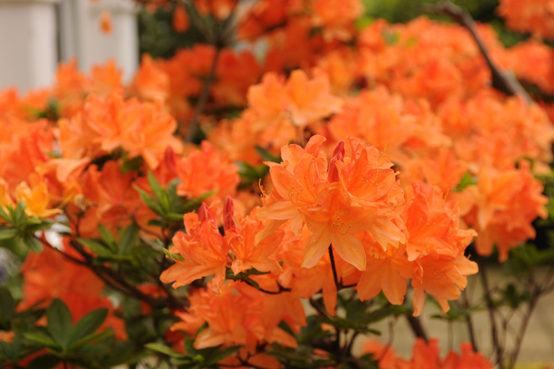 Kenilworth Avenue Blossom DSC_1496(1).jpg