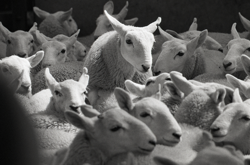 Lairg Sheep Sales scot56 a837b753.jpg