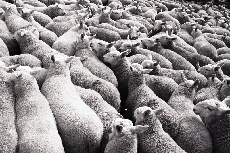 Lairg sheep sales scot42.jpg