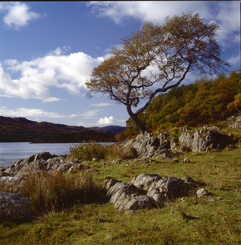 Lochside scot55.jpg