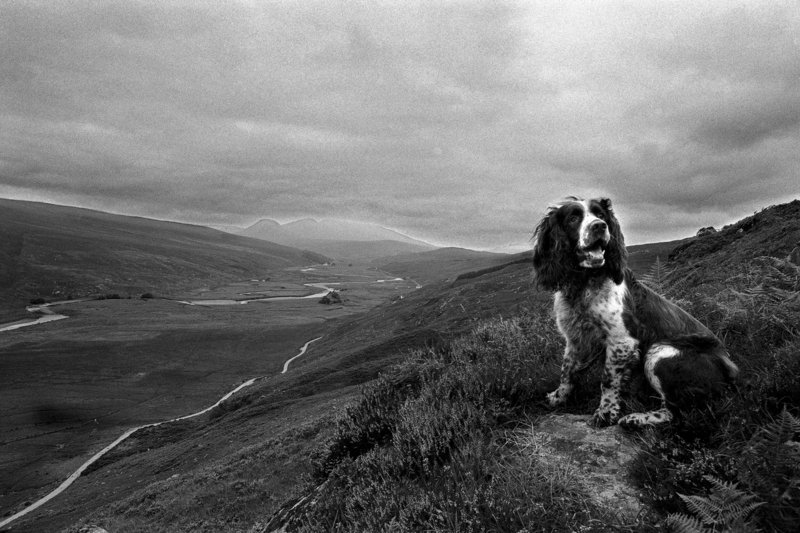 Monarch of the Glen A51B 96000011.jpg