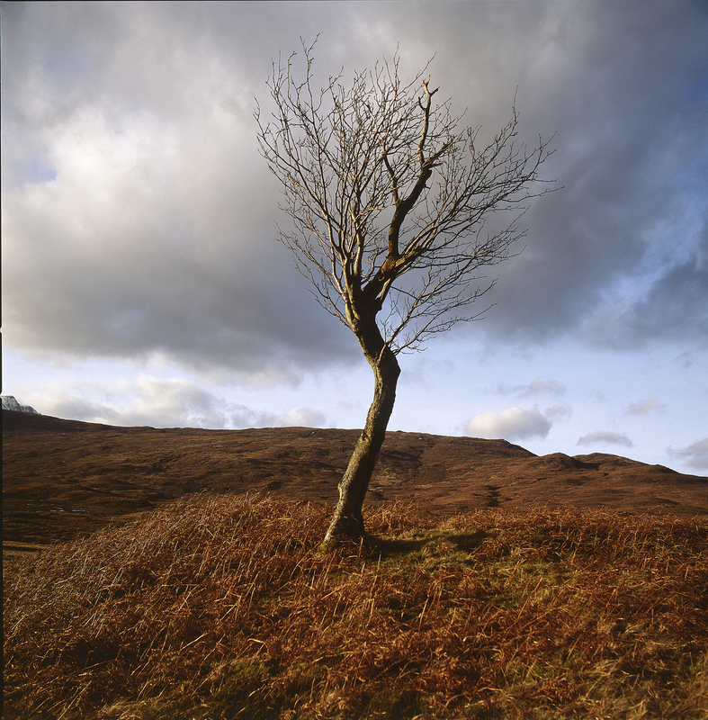 Rowan tree in Assynt scot18.jpg