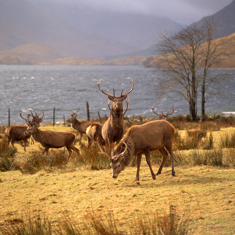 Stags in Glen Arkaig scot9.jpg