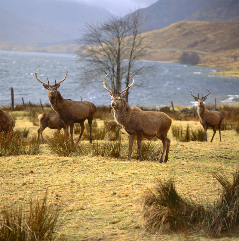 Stags in Glen Arkaig scoy26.jpg