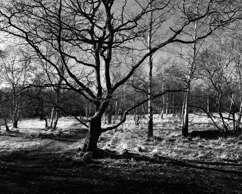 Wimbledon Common wimb1.jpg