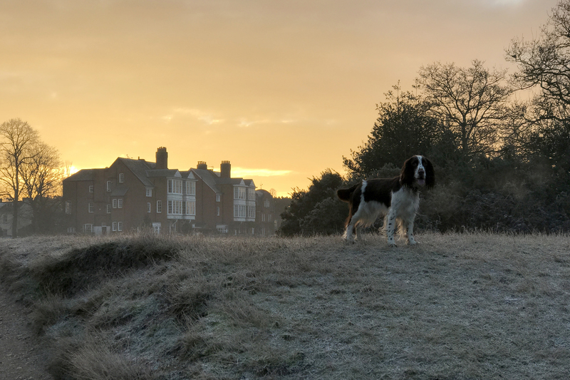 Wimbledon Common wimb15.jpg