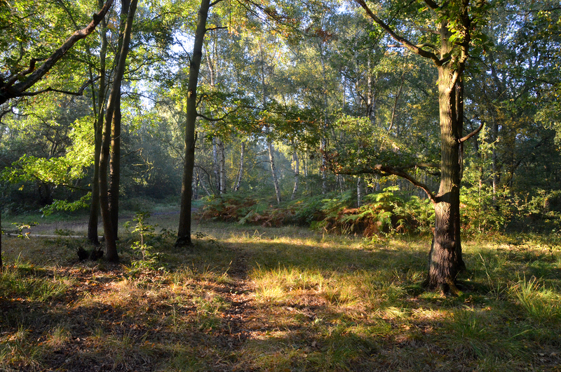 Wimbledon Common wimb2.jpg