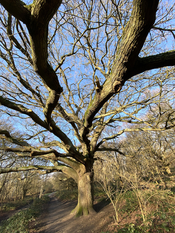 Wimbledon Common wimb6.jpg