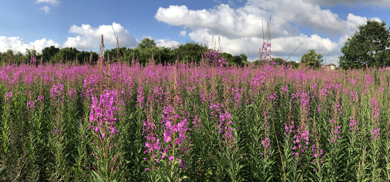 Wimbledon Common wimb8.jpg