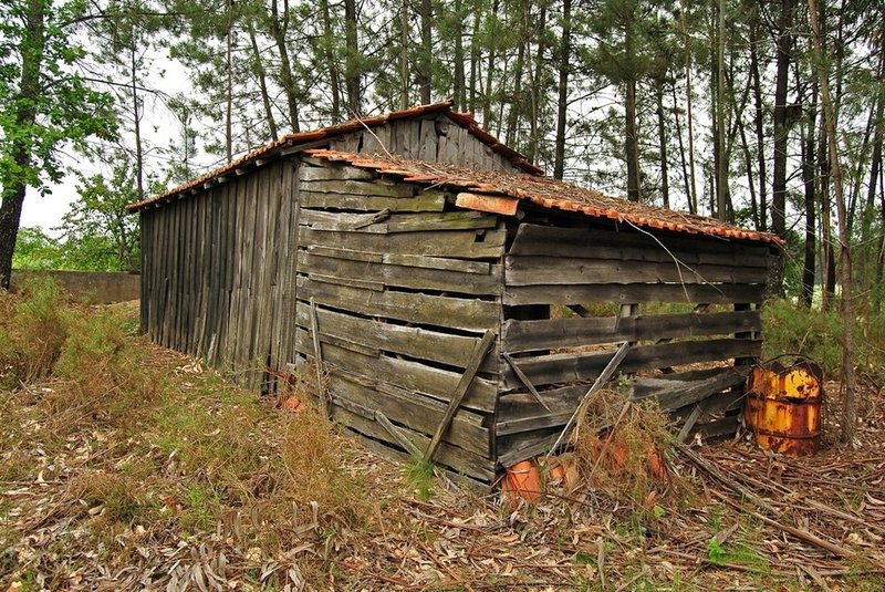 Ched in Figueiro dos Vinhos.jpg