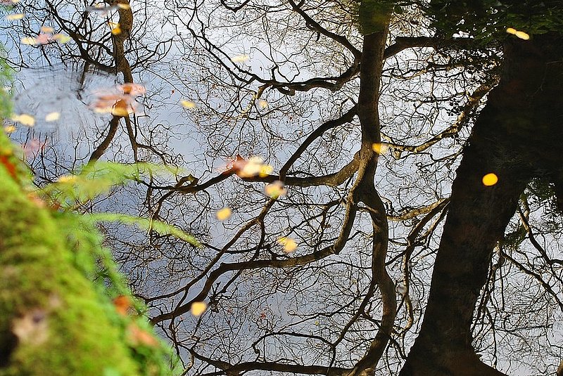 Lake in the gardens of Pena palace.jpg