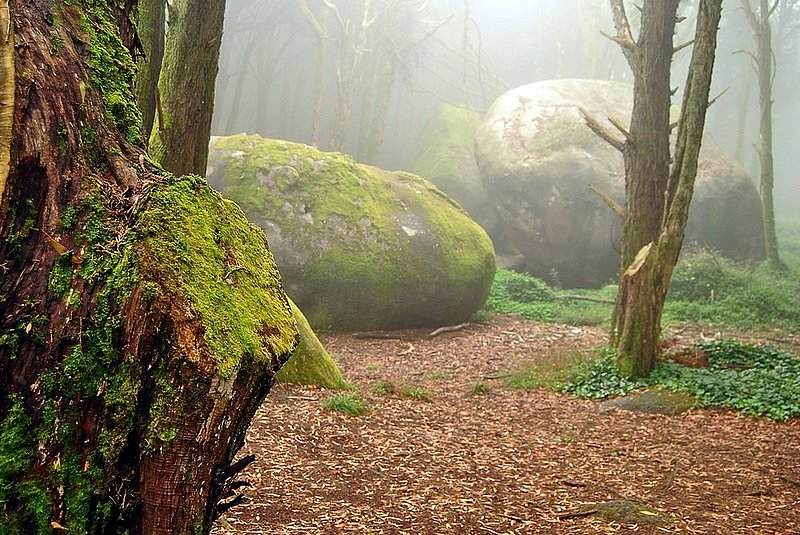 Peninha forest in the mist.jpg