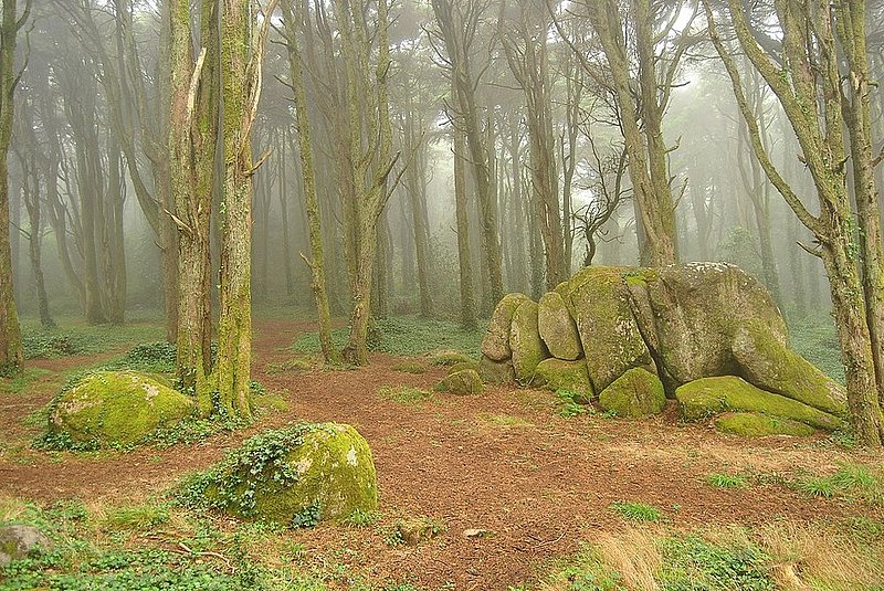 Peninha forest.jpg