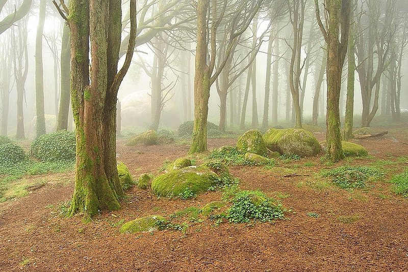 The magic Peninha forest.jpg