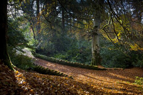 Bridge in ravensdale woods autum  (1).jpg