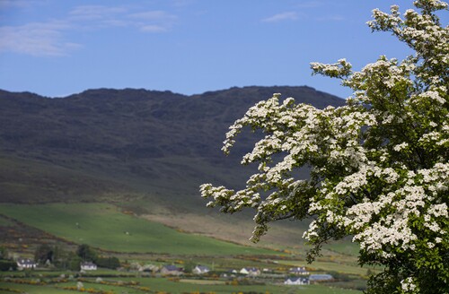 Cooley White Thorn .jpg