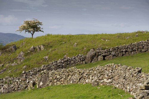Lone white Thron On Cooley .jpg