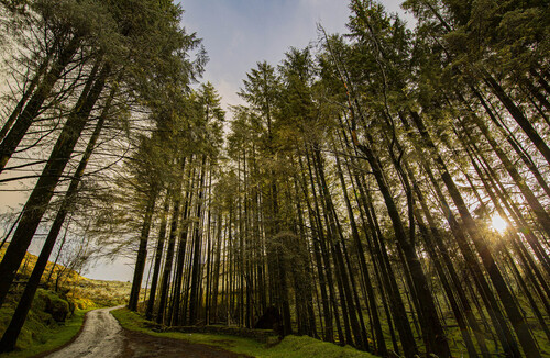 Slieve gullion trees.jpg