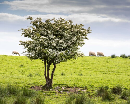 White Thorn on Cooley Mountains .jpg
