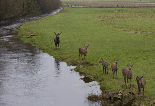 Wild deer on the Flurry River.jpg