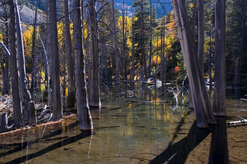 BEAVER POND No2.jpg :: Hoover Wilderness, California.     
Shadows of drown trees stretch over the crystalline waters of the second beaver pond complex in upper Lundy Canyon.
The dead trees and dark shadows provide dramatic contrast to the surrounding peak fall colors and illustrate well the cycle of life and death of the beaver pond.