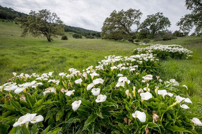 CALLA LILIES.jpg :: OLOMPOLI STATE PARK, MARIN COUNTY CALIFORNIA
Calla Lilies descend in a stream of color from the oak savannah where Coastal Miwok people once lived and flourished at Olompoli State Park.