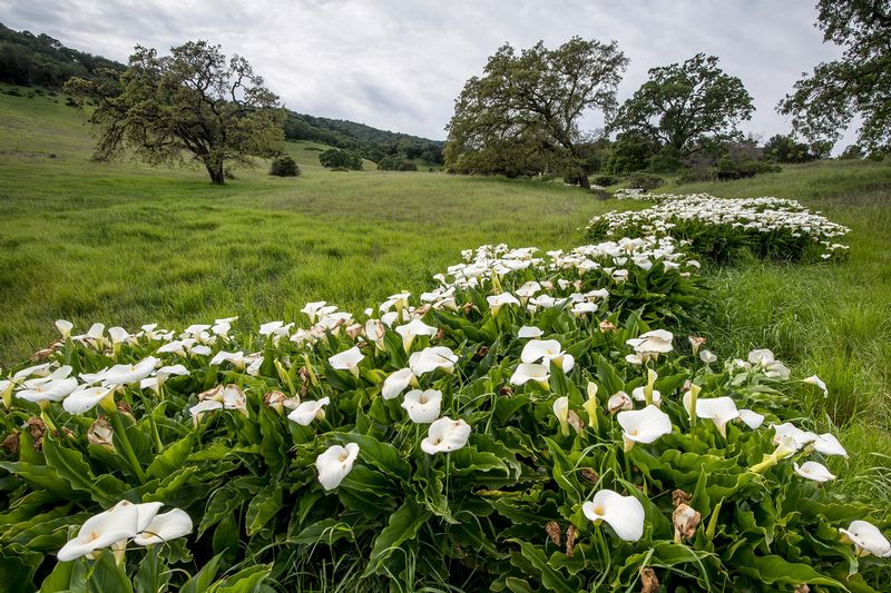 CALLA LILLIES.jpg :: OLOMPOLI STATE PARK, MARIN COUNTY CALIFORNIA
Calla Lilies descend in a stream of color from the oak savannah where Coastal Miwok people once lived and flourished at Olompoli State Park.