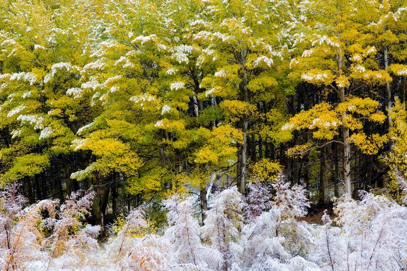CHANGE IN THE AIR.jpg :: SOUTH FORK BISHOP CREEK, CALIFORNIA
Each year, as summer wanes and the days shorten, the first snows fall on the golden color of the East Sierra aspen.