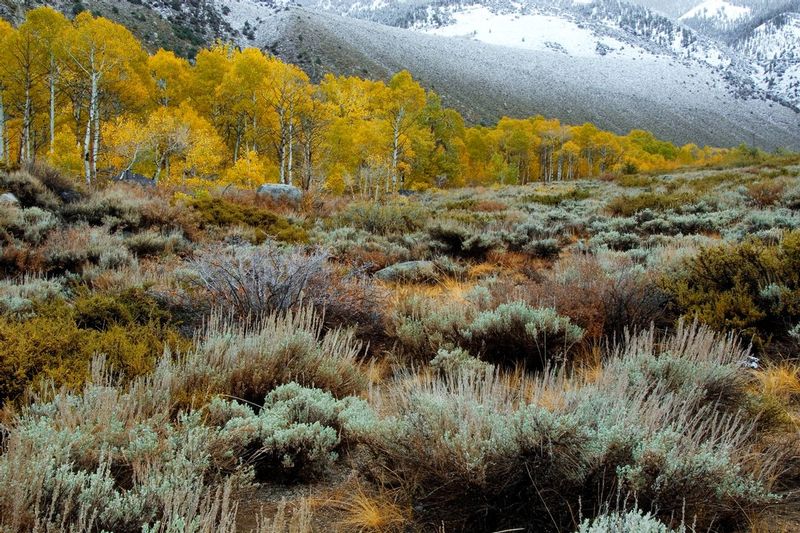 CLOSING FALL.jpg :: SOUTH FORK BISHOP CREEK, BISHOP, CALIFORNIA.     
Snowline just above the treetops provides ample warning to the Sagebrush and Aspen of South Fork Bishop Canyon that fall has come to an abrupt end.